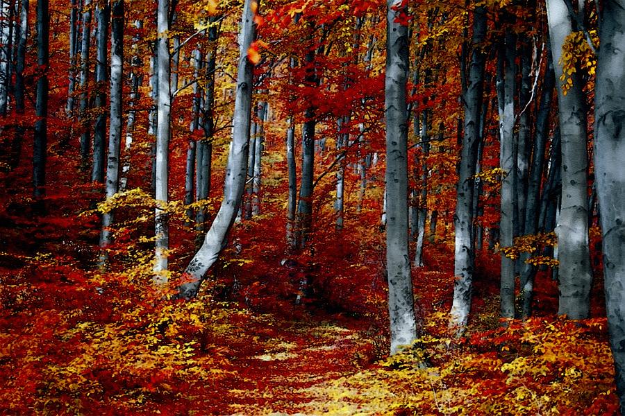 Autumn Forest Path - Winterton Park L B Digital Art
