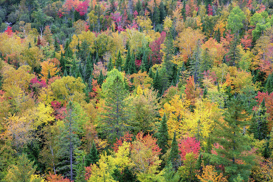 Autumn Forest Photograph by Pierre Leclerc Photography