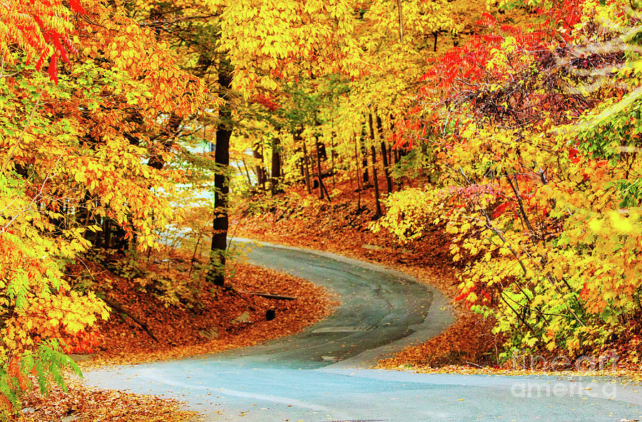 Autumn Forest Road Photograph by Charline Xia