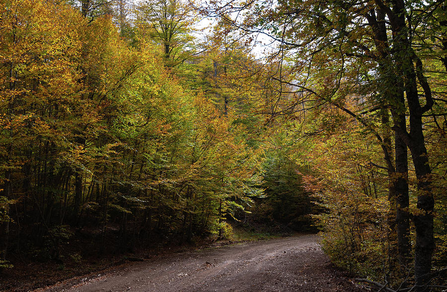 Autumn forest road. Autumn forest road with fallen leaves Fall season scenery. Photograph by Michalakis Ppalis