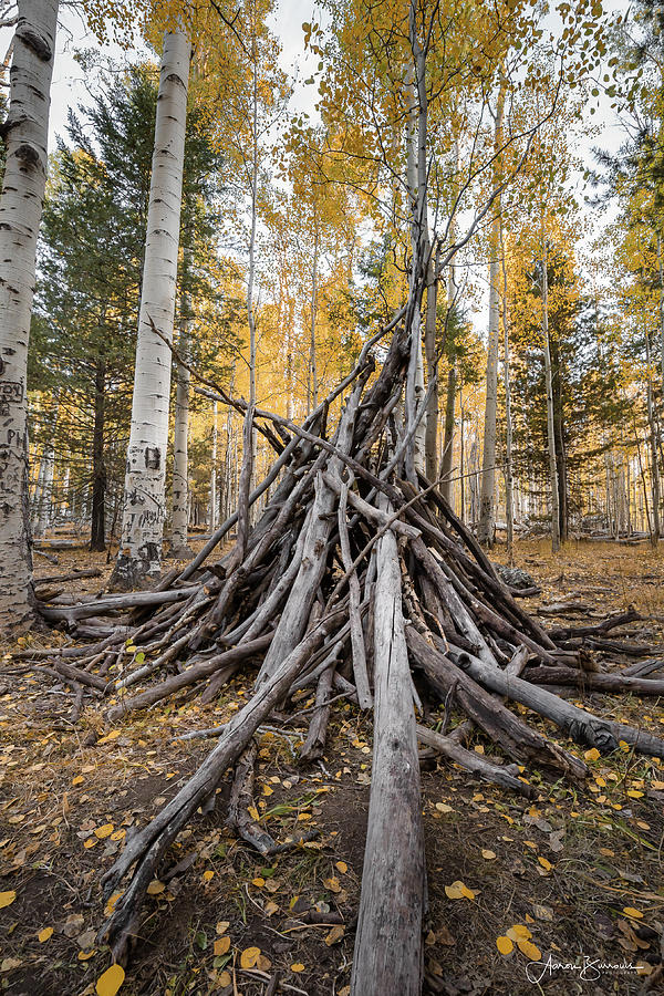 Autumn Forest Structure Photograph by Aaron Burrows