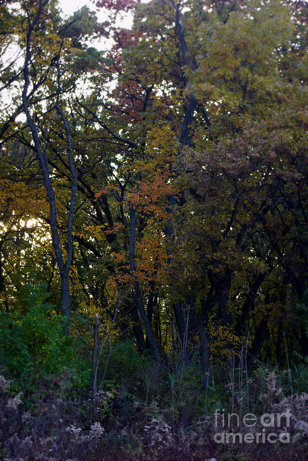 Autumn Forest Sunset - Frank J Casella Photograph by Frank J Casella