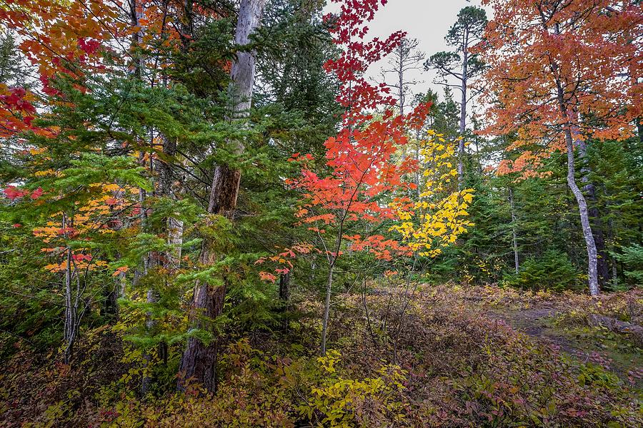 Autumn Forest Photograph by Susan Rydberg