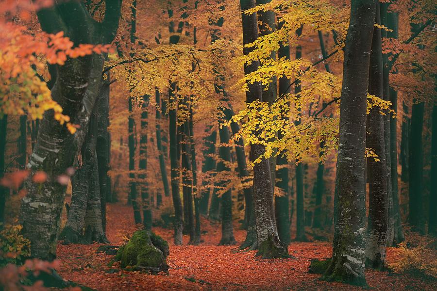 Autumn forest Photograph by Toma Bonciu