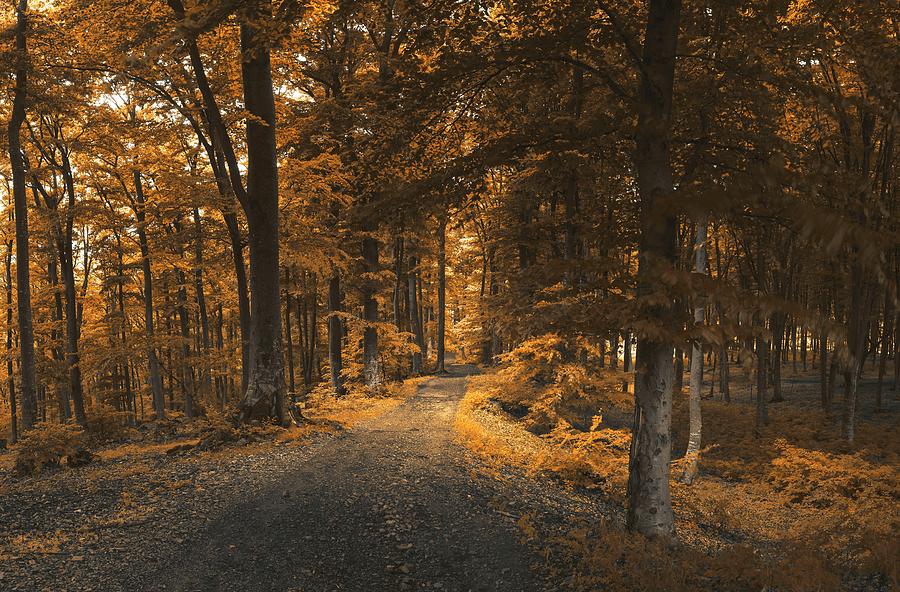 Autumn forest trail panorama Photograph by Toma Bonciu - Fine Art America