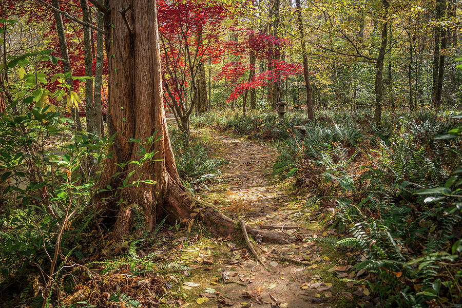 Autumn Forest Trail Photograph By Sandra Burm