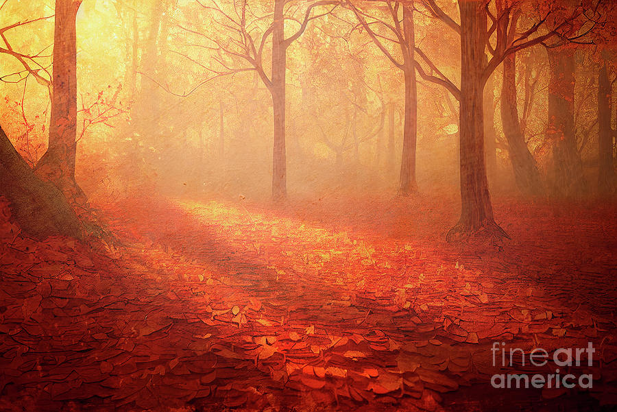 Autumn forest with fallen red leaves and sun rays Photograph by Jelena Jovanovic