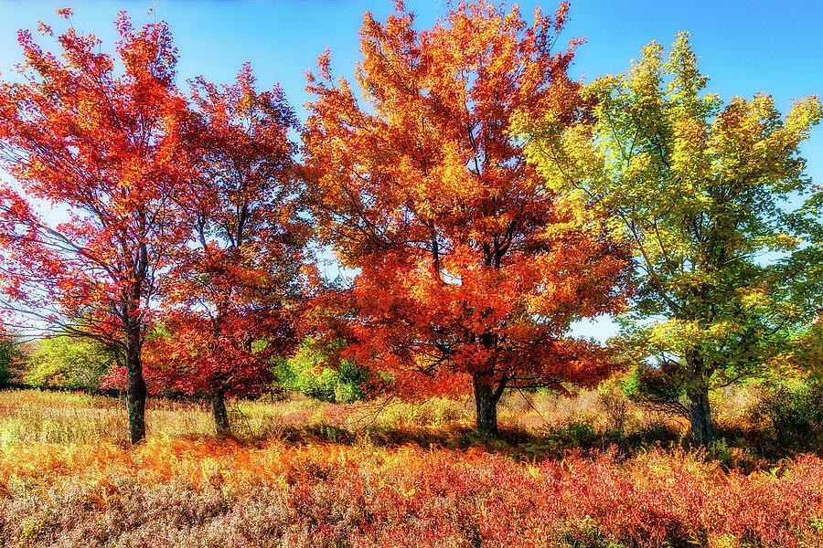 Autumn Four Trees Photograph by Dan Carmichael