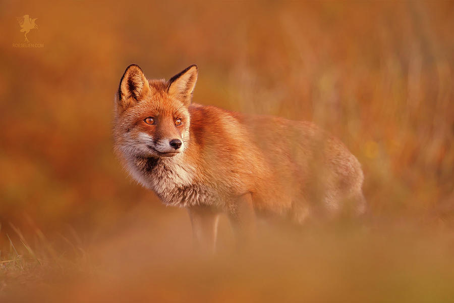 Fall Photograph - Autumn Fox Series - The Red Gold and Brown by Roeselien Raimond