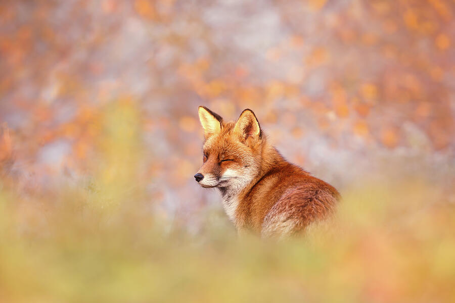 Autumn Fox - Zen Photograph by Roeselien Raimond - Pixels