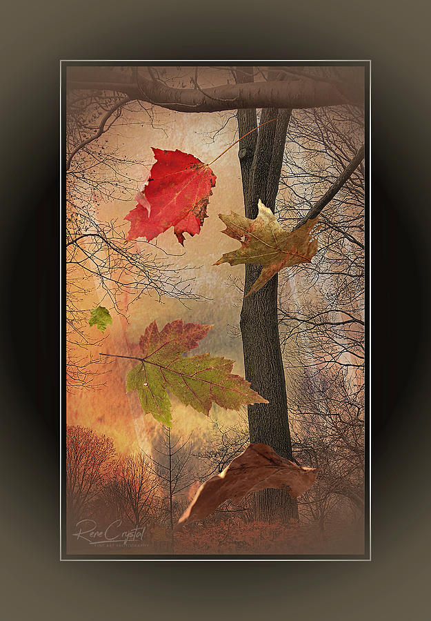 Autumn Free Fall Photograph by Rene Crystal