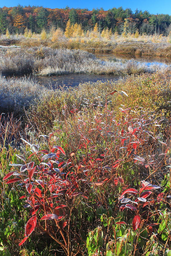 Autumn Frost At A Northern Bog Photograph