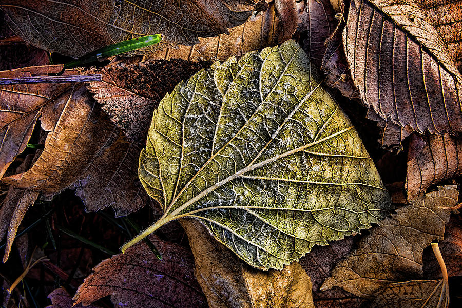 Autumn Frost Photograph by Steve Sullivan