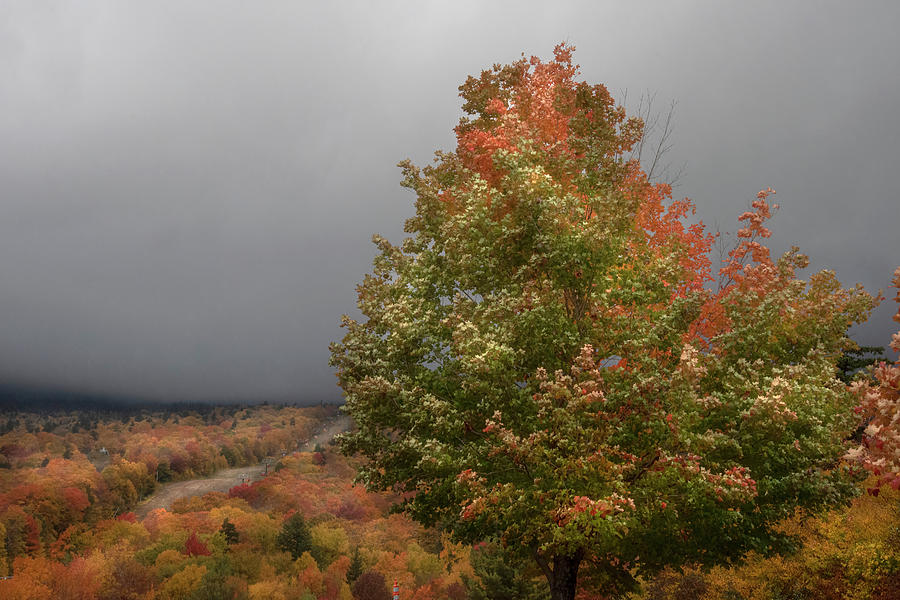 Autumn Frost - Stowe, Vt. Photograph by Joann Vitali