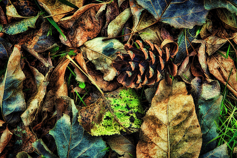 Autumn Gathering Photograph by Steve Sullivan