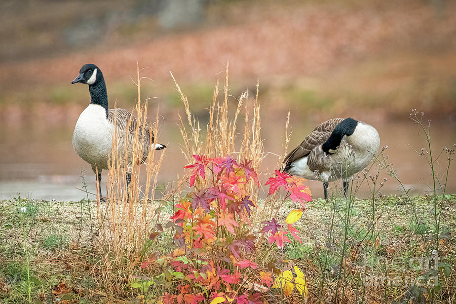 Autumn Geese Photograph