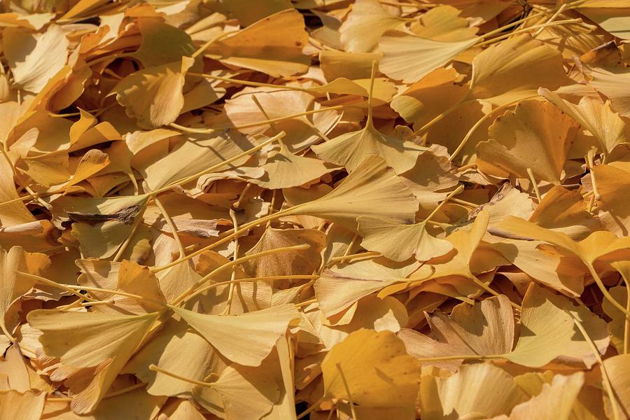 Autumn Ginkgo Leaves Photograph by Liza Eckardt
