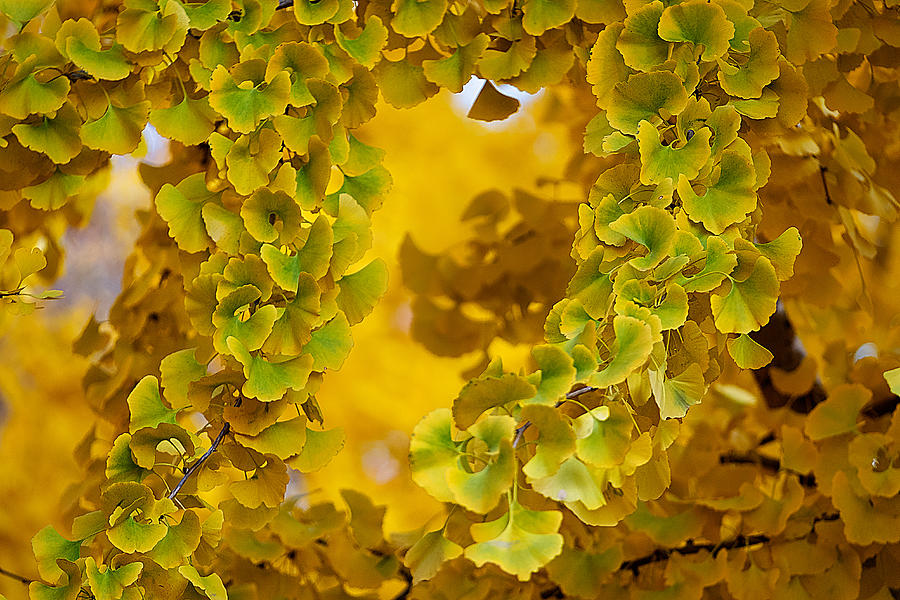 Autumn Ginkgo Leaves Photograph by Stuart Litoff