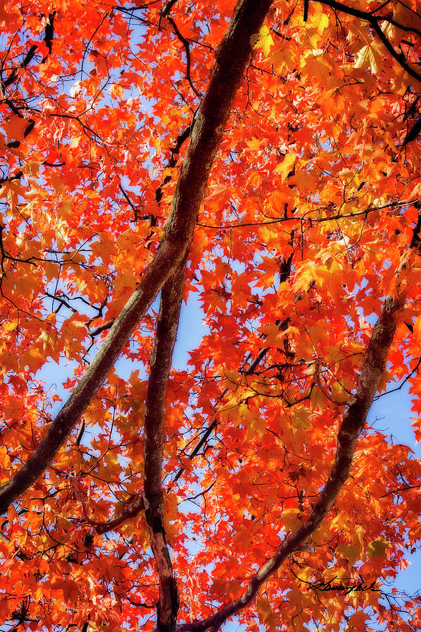 Autumn Glory 1 Photograph by Alan Hausenflock