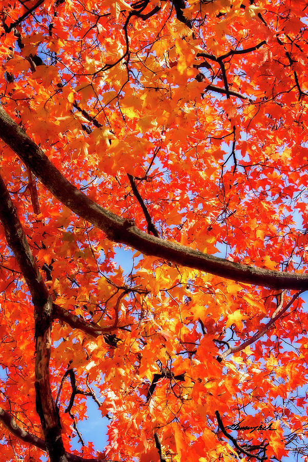 Autumn Glory 2 Photograph by Alan Hausenflock