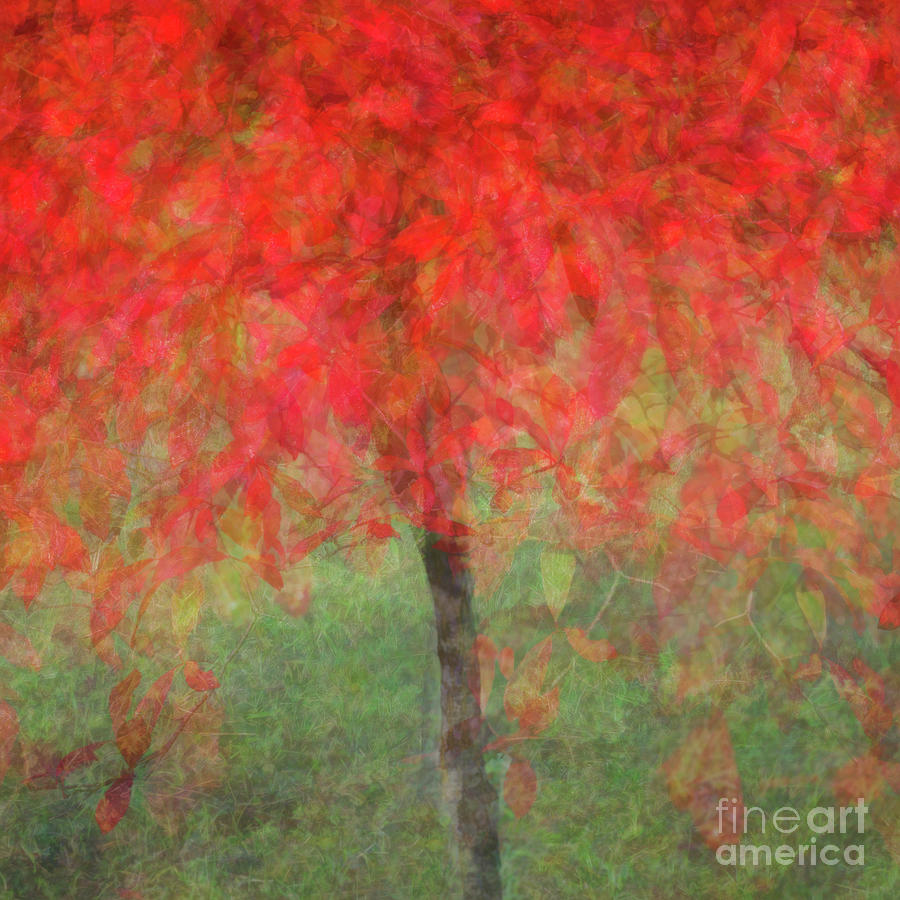 Autumn Glory #3 Photograph by Janet Burdon