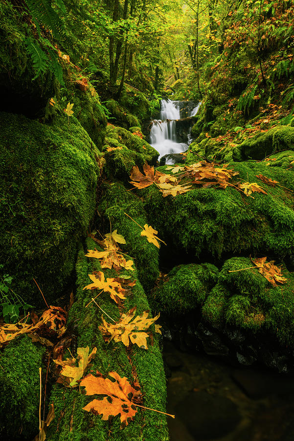 Autumn Glory at Emerald Falls in Columbia River Gorge in Oregon USA Photograph by Vishwanath Bhat