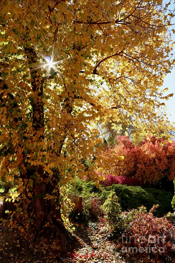 Autumn Glory Photograph by Carol Groenen