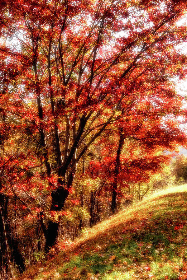 Autumn Glory Photograph by Dan Carmichael