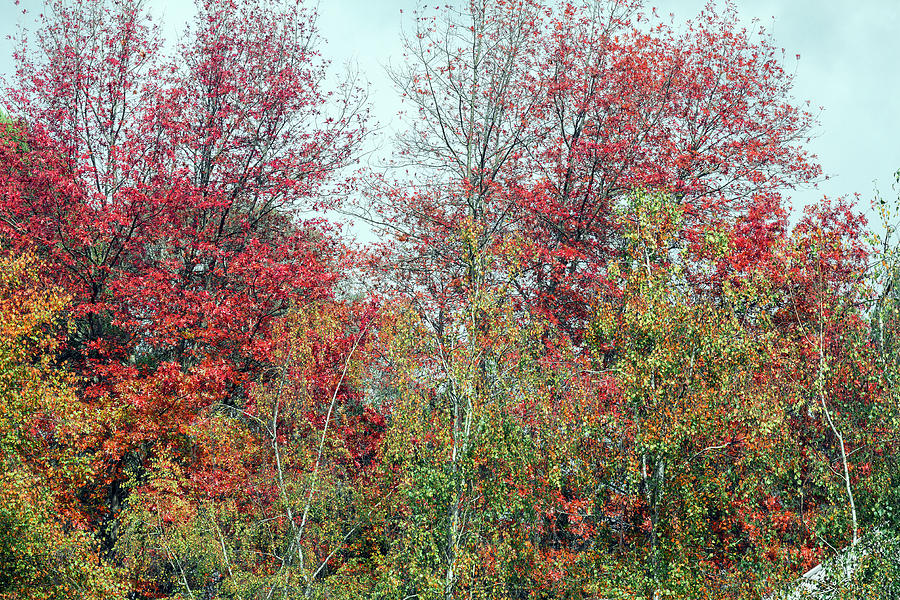 Autumn Glory Photograph by Elaine Teague