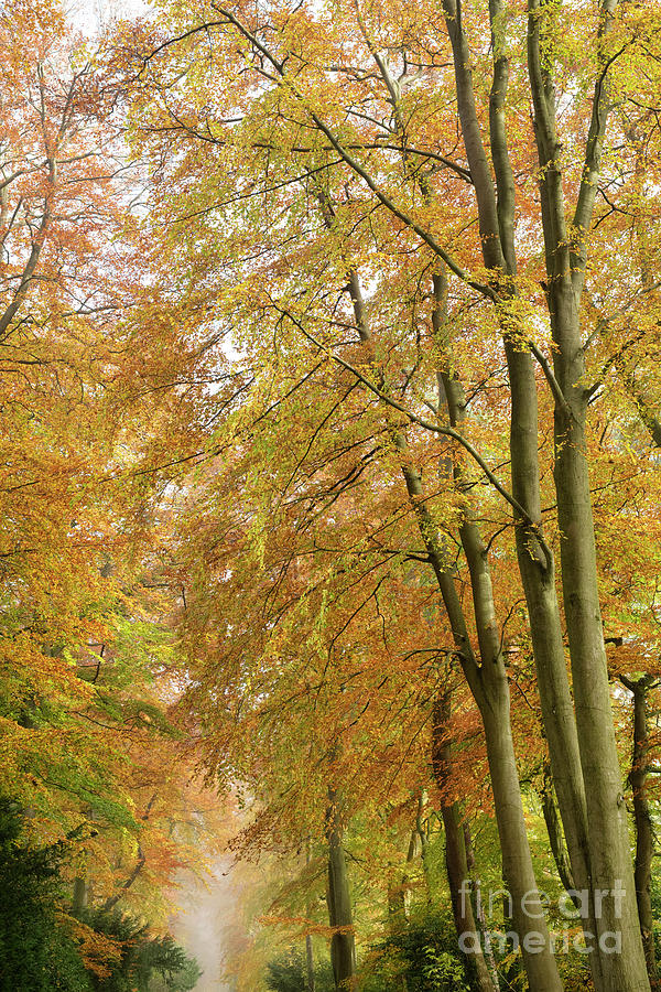 Autumn Glory in the Cotswolds Photograph by Tim Gainey