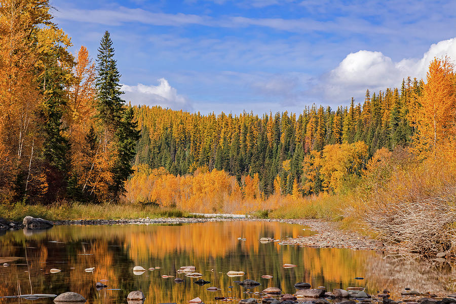 Autumn Glory In The Flathead National Forest Photograph