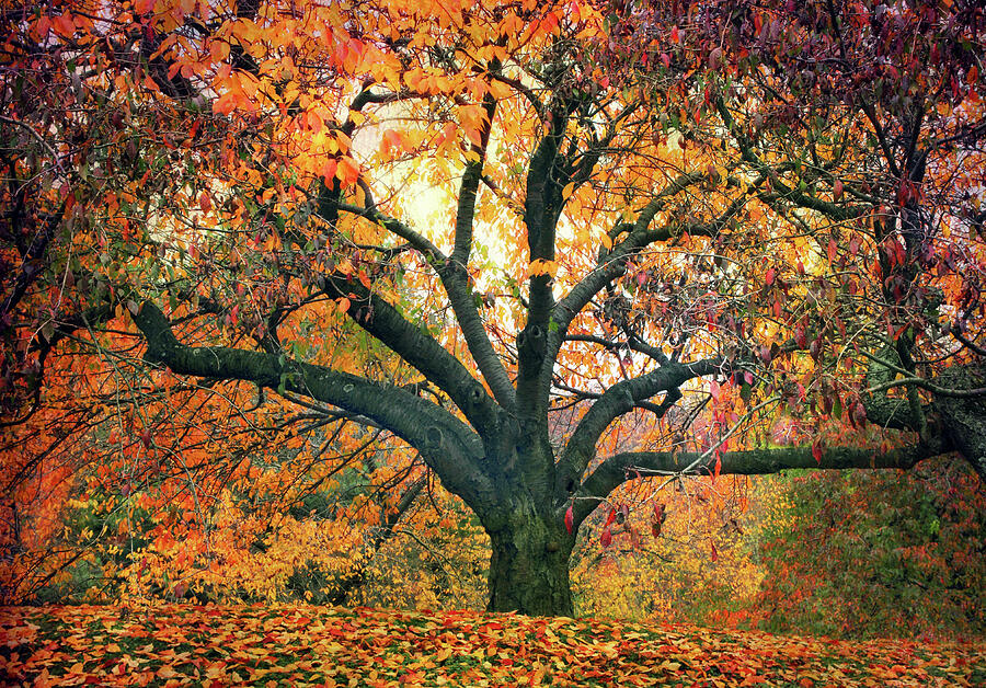 Autumn Glory Photograph by Jessica Jenney