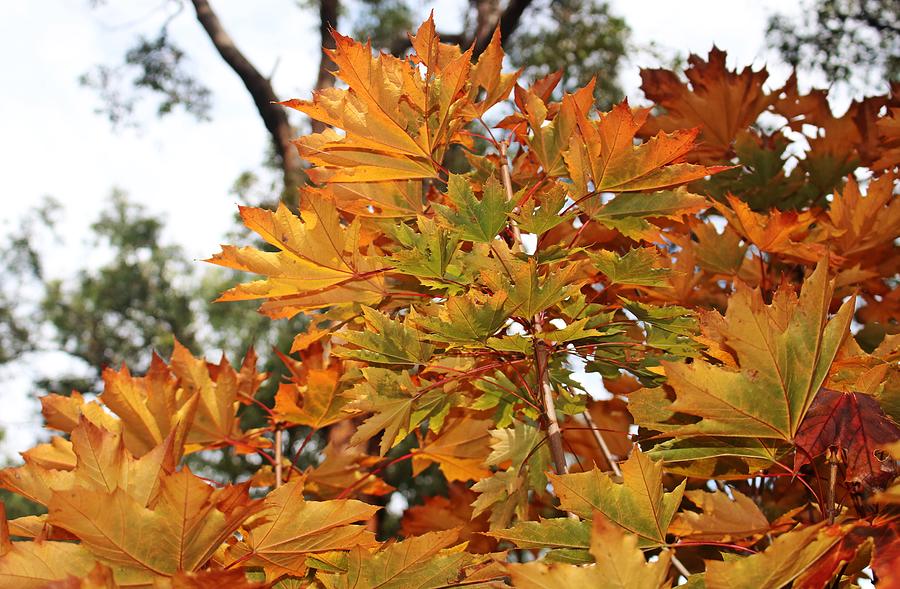 Tree Photograph - Autumn Glory by Michaela Perryman