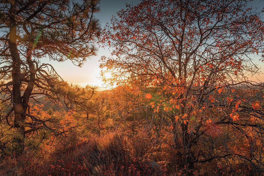 Autumn Glory Photograph by Ryan Weddle