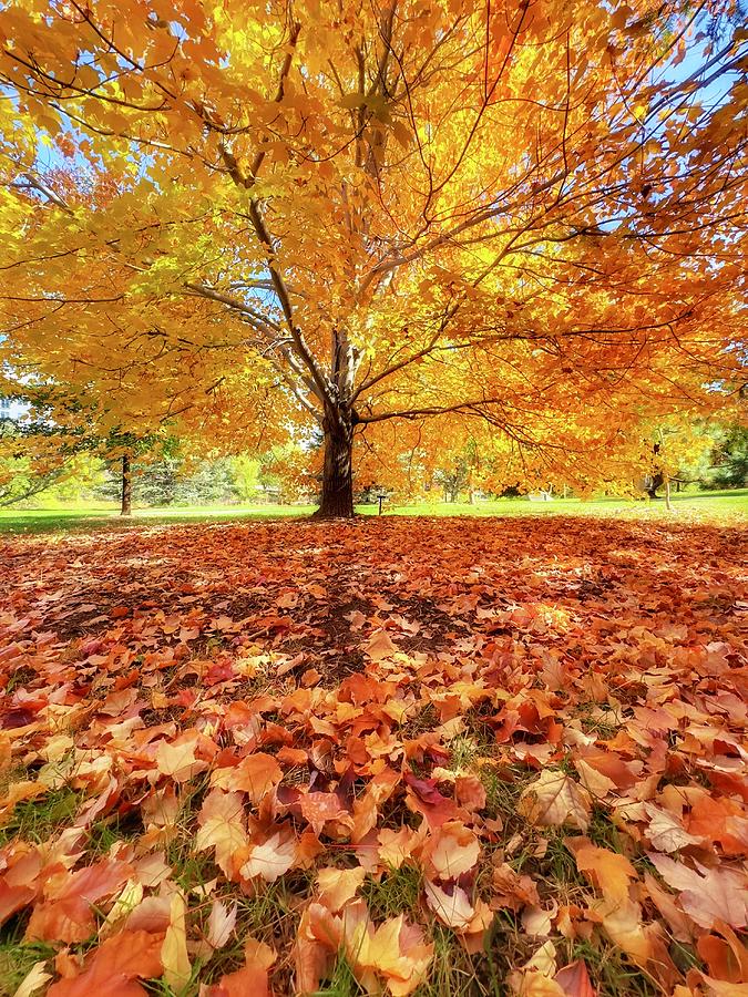 Autumn Glory Photograph by Steph Gabler