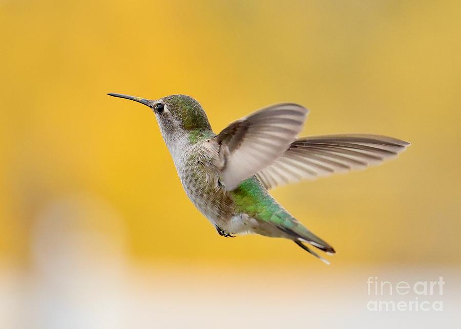 Autumn Glow Hummingbird Photograph by Carol Groenen