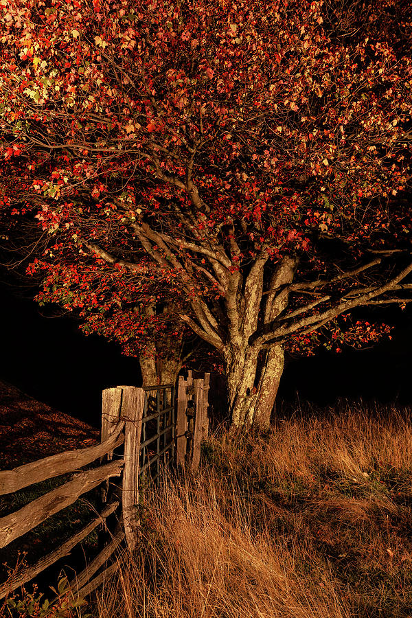 Autumn Glows at Night Photograph by Dan Carmichael