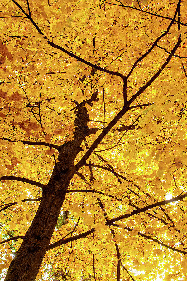 Autumn Gold Photograph by Andrew Soundarajan