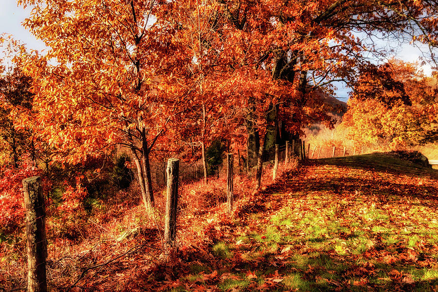 Autumn Gold at Big Spy Photograph by Dan Carmichael