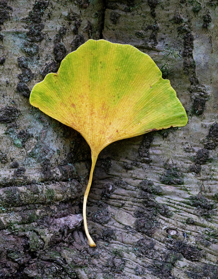 Autumn Gold Ginko Leaf Photograph