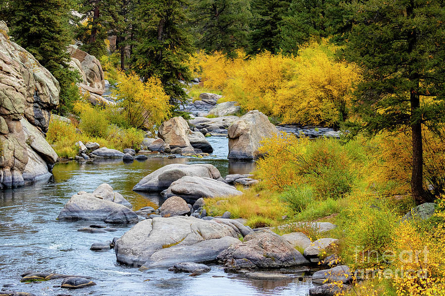 Autumn Gold  in Eleven Mile Canyon Photograph by Steven Krull