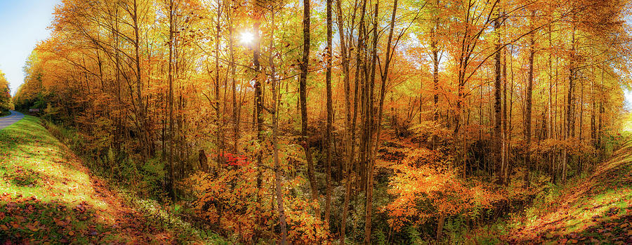 Autumn Gold in Them Thar Trees Panorama Photograph by Dan Carmichael