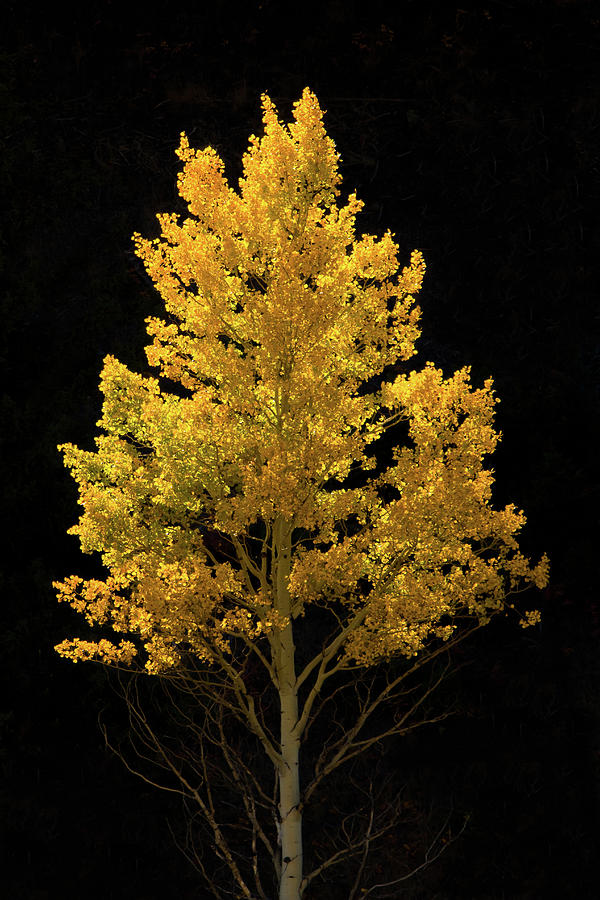 Autumn Gold Photograph by Kent Keller