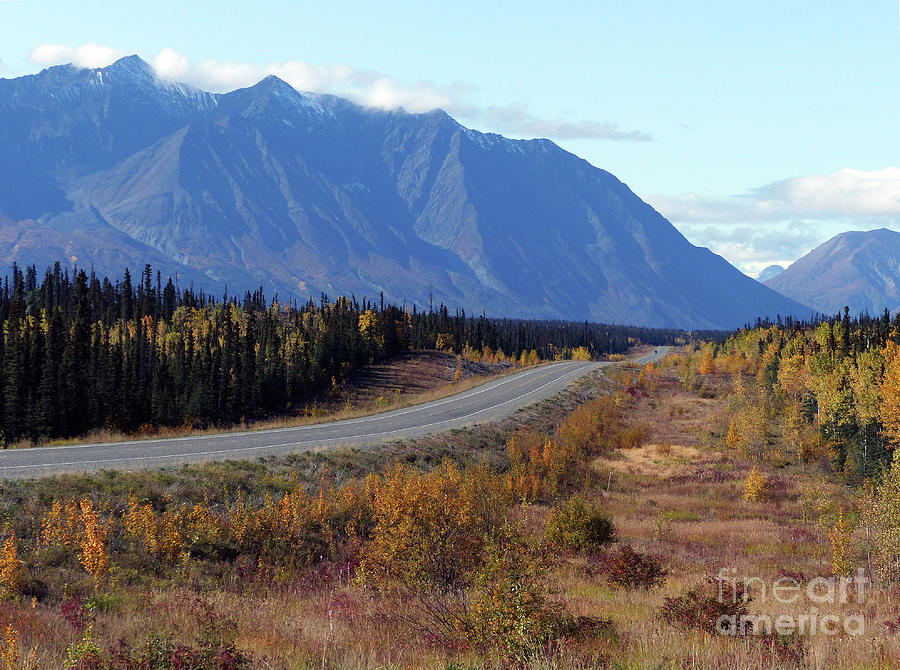 Autumn Gold near Haines Junction - Yukon Photograph by Phil Banks