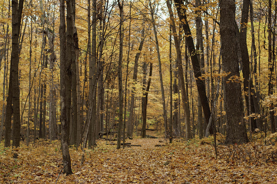 Autumn Gold on the Trail Photograph by Kimberly Mackowski