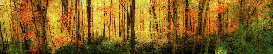 Autumn Gold Trees Aplenty Photograph by Dan Carmichael