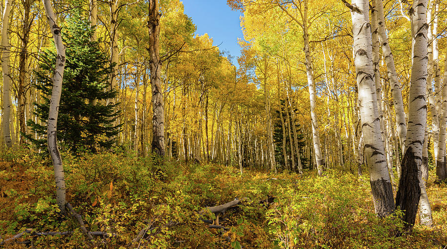 Autumn Golden Aspen Splendor Photograph by Ron Long Ltd Photography