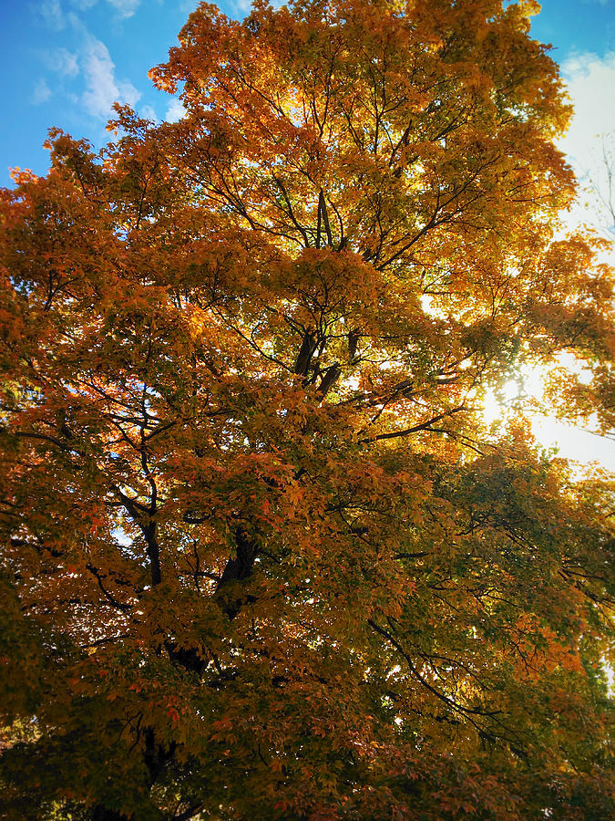 Autumn Golden Photograph