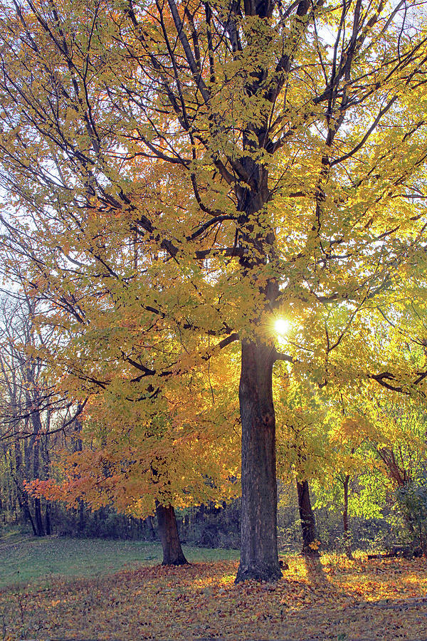 Autumn Golden Maple Photograph by Linda Goodman