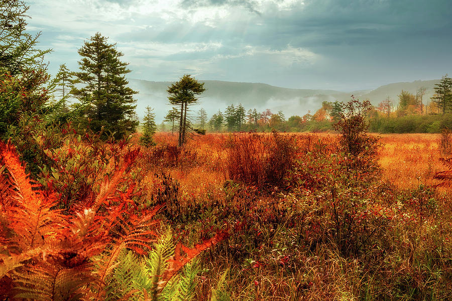 Autumn Golden Meadow of Fall Colors Photograph by Dan Carmichael